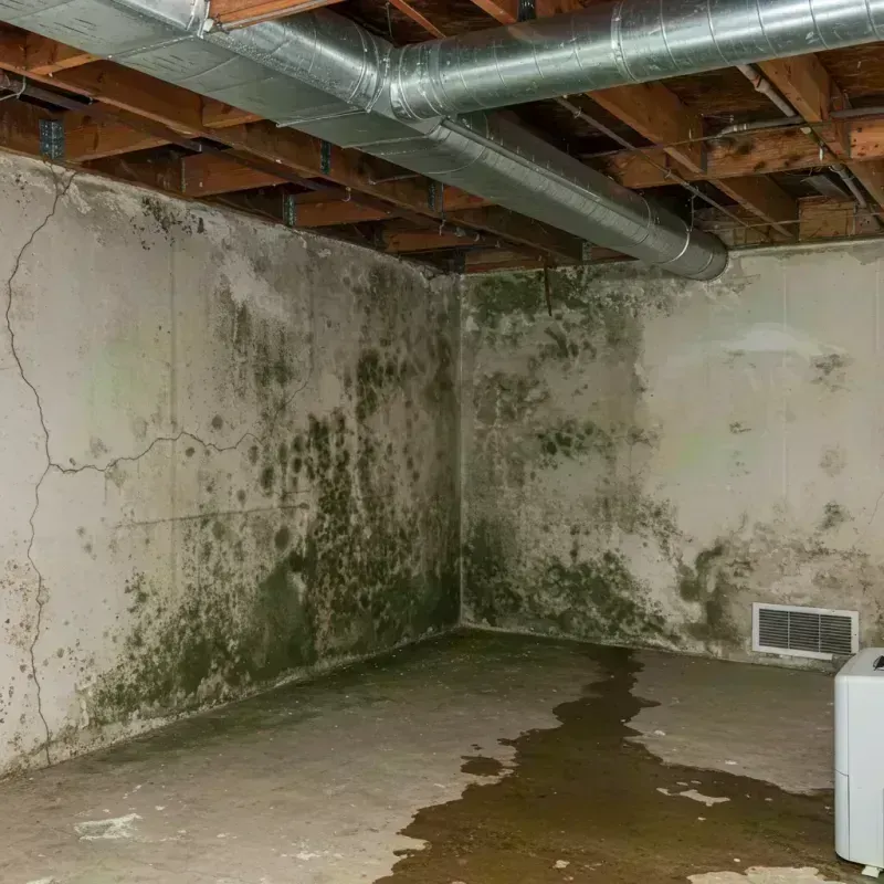 Professional Mold Removal in Colonie, NY